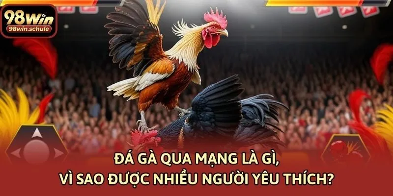 Đá Gà Qua Mạng Là Gì, Vì Sao Được Nhiều Người Yêu Thích?