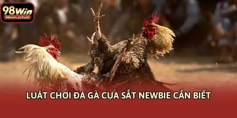 Luật chơi đá gà cựa sắt newbie cần biết