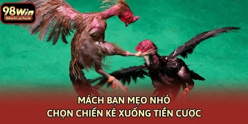 Mách bạn mẹo nhỏ chọn chiến kê xuống tiền cược